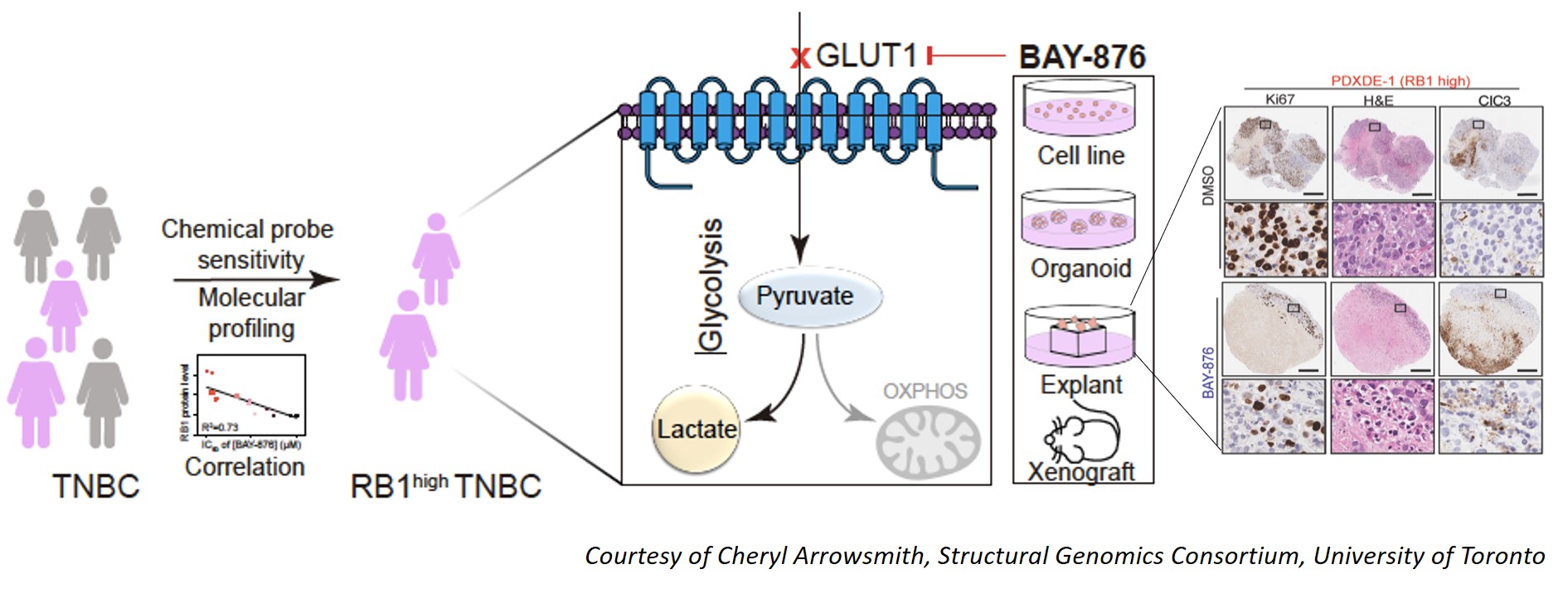 Schematic of BAY-876 in triple negative breast cancer