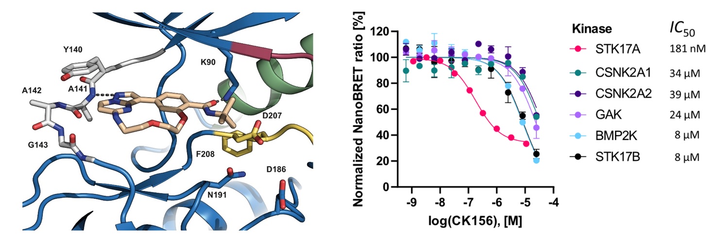 Figure of CK156 chemical probe